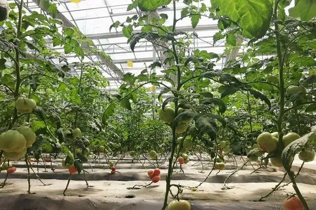 農業產業周報|海大集團、中聯農機、大疆農業、京喜農場最新動態；本周4例資本事件