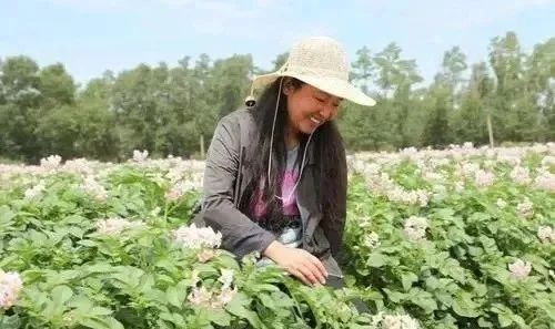 【產業人物】馬鈴薯首席專家金黎平：一輩子專心把土豆變成“金豆”