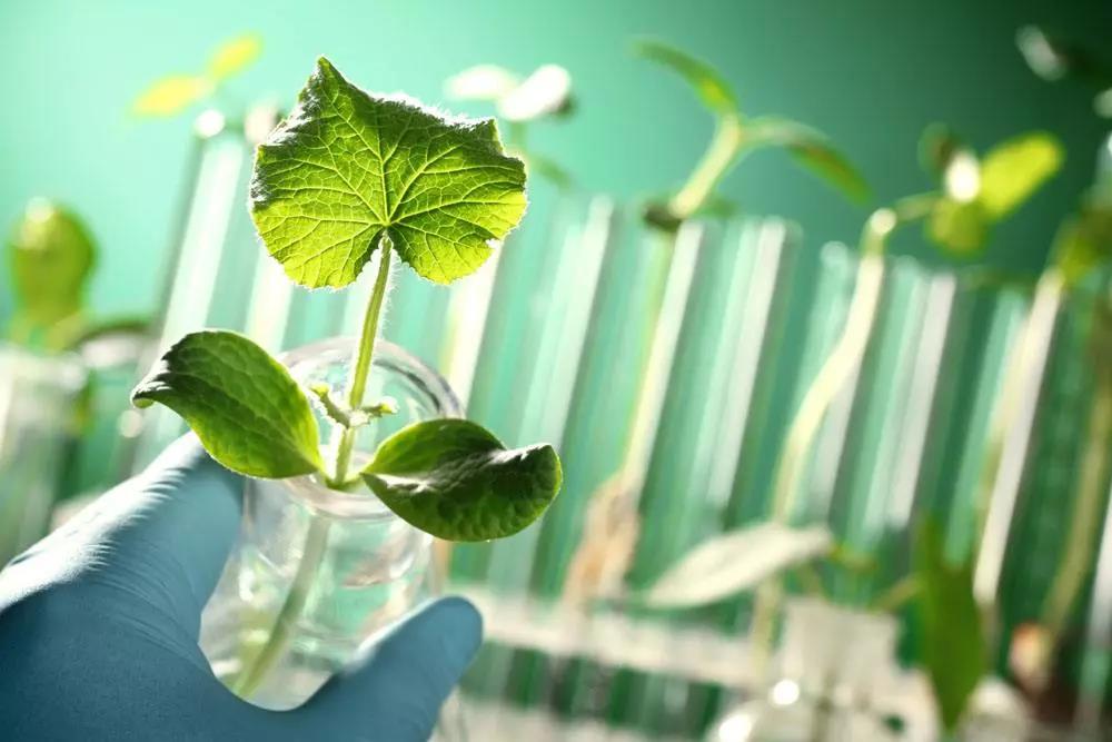 【深度研究】生物技術：定義世界農(nóng)業(yè)新格局！