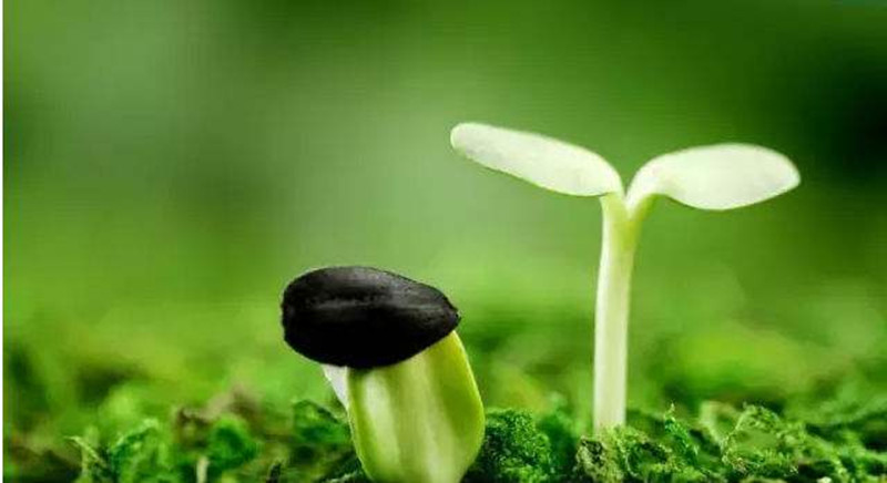產業分析|未來有機肥市場或超1900億元，但產業化成救命稻草