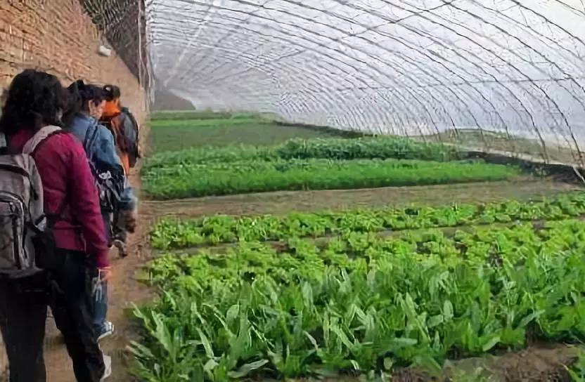 案例|放棄利潤千萬電子公司做農業，如今他的“超大農業”成功上市