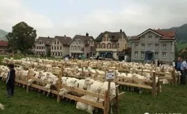 行業解讀|德國1個農民為何可以養活150人