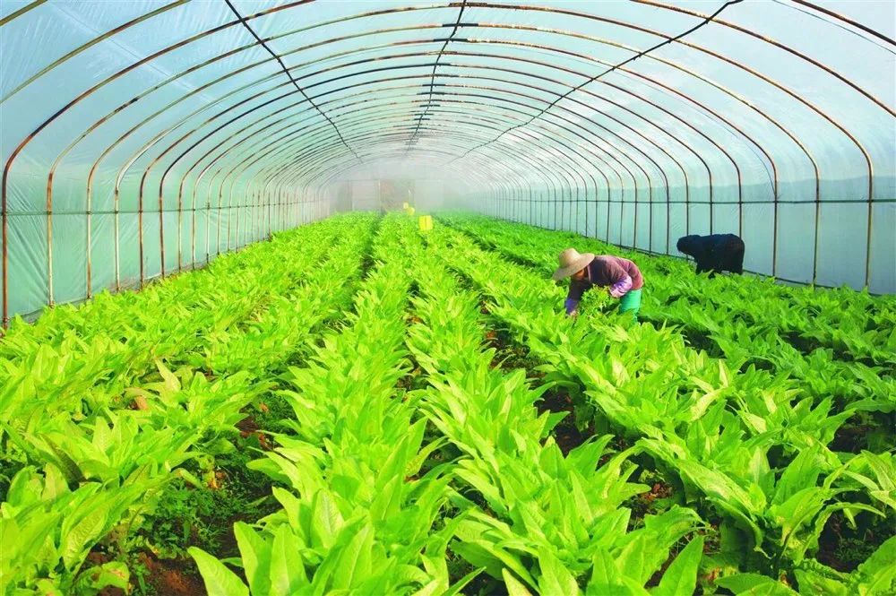 【漲知識】有機農業與有機認證